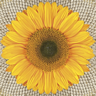 Салфетки за декупаж Sunflower on Seeds - 1 бр.