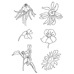 Прозрачни печати - ливадни цветя