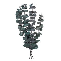 Стабилизиран евкалипт Baby Blue / 4 стръка, зелен, 20 см